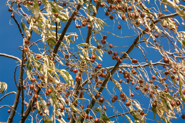 russian olive fruit, outdoor photo beauty in nature Color image of natural landscape and plant photograph in beautiful nature. This outdoor photograph taken with a Canon DSLR camera and is a color image and edited in Photoshop sharpened and color correction made. elaeagnus angustifolia stock pictures, royalty-free photos & images