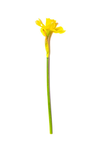 istock Yellow Daffodils. Narcissus flower on white background 1089714660