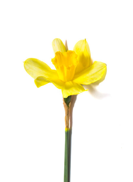 istock Yellow Daffodils. Narcissus flower on white background 1089714736
