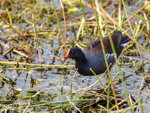 The surprisingly coloration of this single American Purple Gallinule rail foraging in the freshwater marsh in a Florida wetland is a joy to see