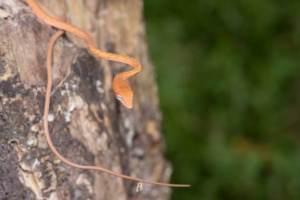 istock Oriental whip snake Ahaetulla prasina 1089714944