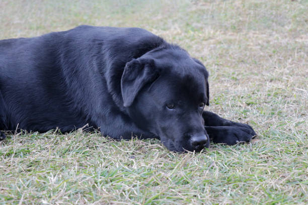 istock Sad labrador dog in sadness mood 1089714966