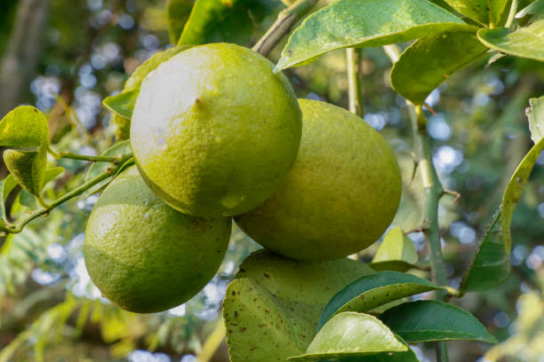 istock Bunch of green lemon with leafs 1089715290