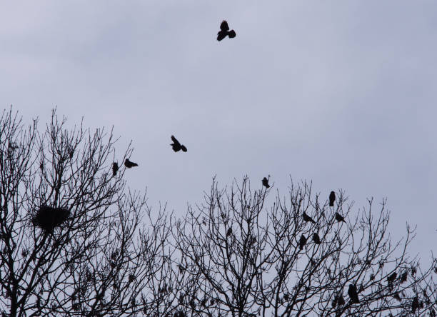istock crows flying over a forest tree with others perched in branches around a nest in late winter with a grey sky 1089717532