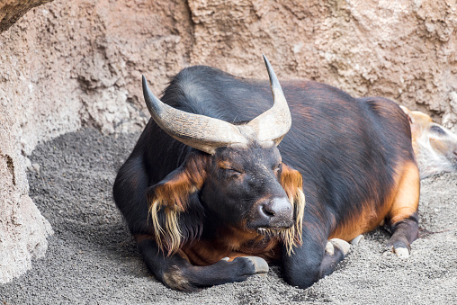 Bongo Antelope is lying down on sand in Spain.