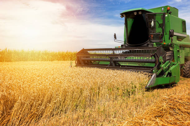 raccolta della raccoglitrice di grano in una soleggiata giornata estiva - autumn corn corn crop field foto e immagini stock