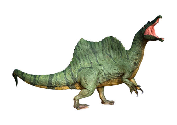 白の 3 d イラストレーション恐竜スピノサウルス - paleobiology ストックフォトと画像
