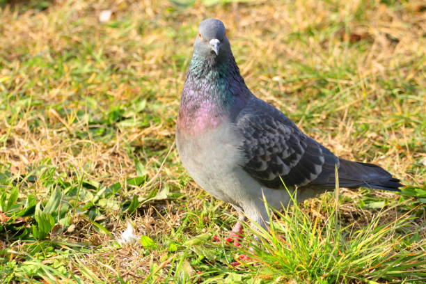 istock Pigeon in nature 1089723414