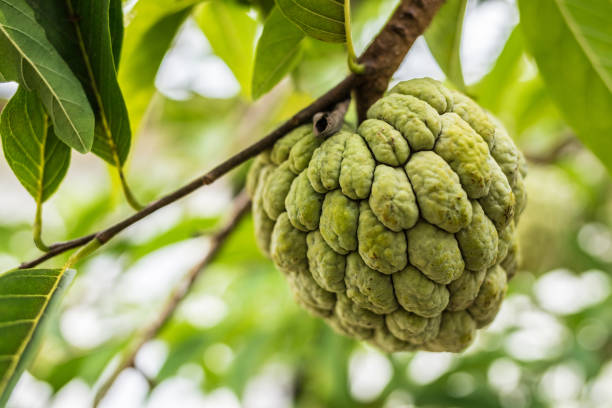 Custard apple on tree Farm, Tree, Agriculture, Color Image, Cultivated annonaceae stock pictures, royalty-free photos & images