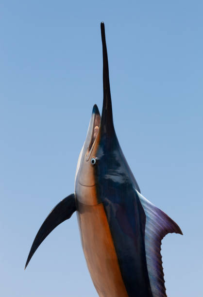 Marlin - Swordfish,Sailfish saltwater fish (Istiophorus) isolated on sky background