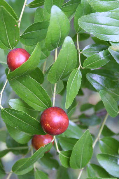 istock Jujube fruits on branch 1089727630
