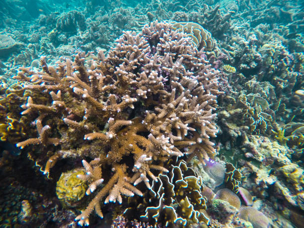 istock colorful coral reef in thailand 1089728442