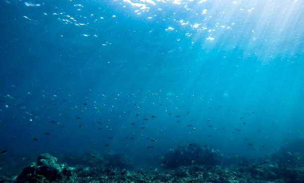 istock colorful coral reef in thailand 1089728472