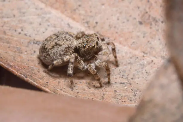 Jumping spider top down view