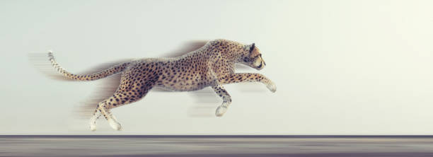 ein schöner gepard läuft auf weißem hintergrund. dies ist ein 3d render-darstellung - leopard jaguar animal speed stock-fotos und bilder