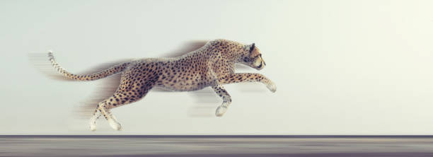 916 Leopard Running Stock Photos, Pictures & Royalty-Free Images - iStock | Snow leopard running 916 Leopard Running Stock Photos, Pictures & Royalty-Free Images - iStock | Snow leopard running