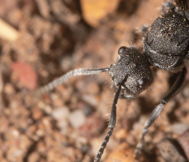 black ant, carpenter-ant, head shot, head sticking from the corner - white animal eye arachnid australia imagens e fotografias de stock