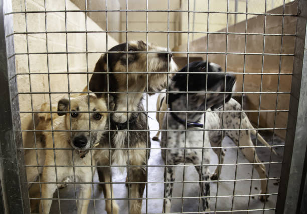 istock Dog in kennel 1089728938