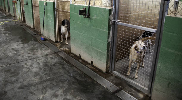 Dog in kennel Dog in enclosed kennel, abandoned animals, abuse sad dog shelter stock pictures, royalty-free photos & images