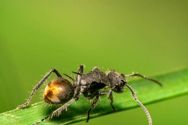 hormiga de azúcar de cola dorada, nombre científico camponotus aeneopilosus caminando sobre una hoja verde, mirando recto - white animal eye arachnid australia fotografías e imágenes de stock