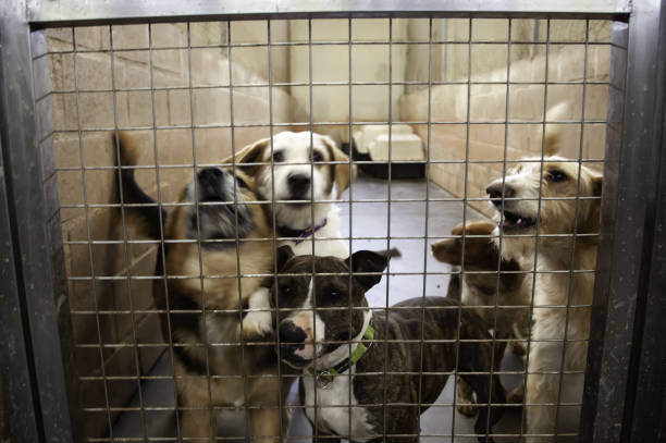 istock Dog in kennel 1089728956
