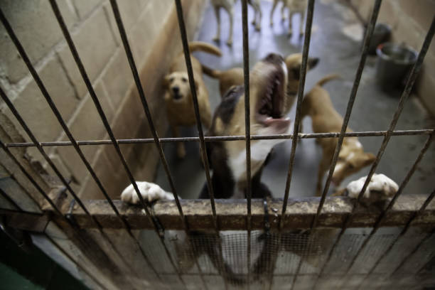 istock Dog in kennel 1089728958