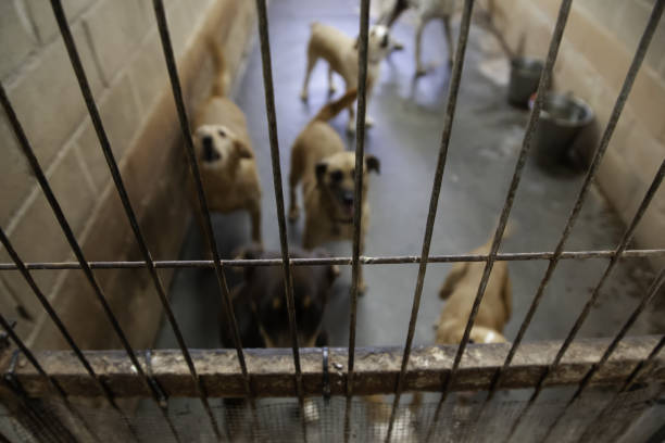 istock Dog in kennel 1089728960
