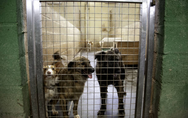 istock Dog in kennel 1089728964