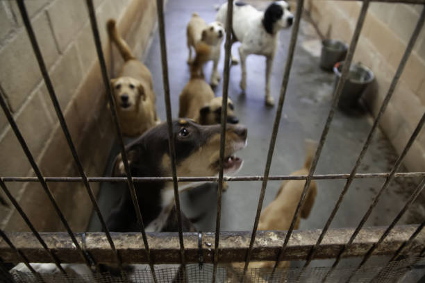 istock Dog in kennel 1089728970