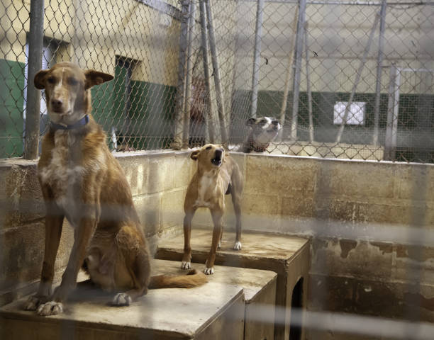 istock Dog in kennel 1089728980