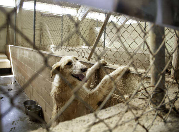 istock Dog in kennel 1089729026