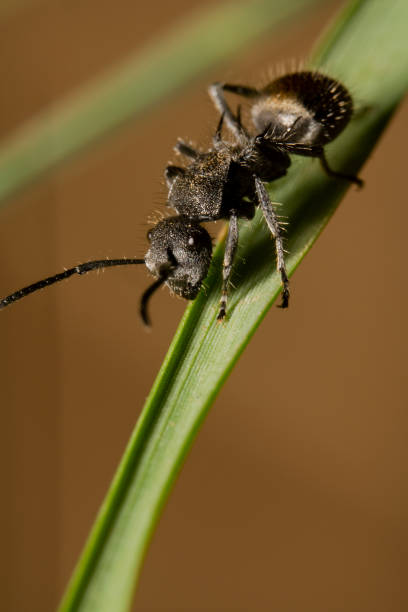 golden tail sugar ant, scientific-name camponotus aeneopilosus walking down on a green leaf with orange background - white animal eye arachnid australia imagens e fotografias de stock