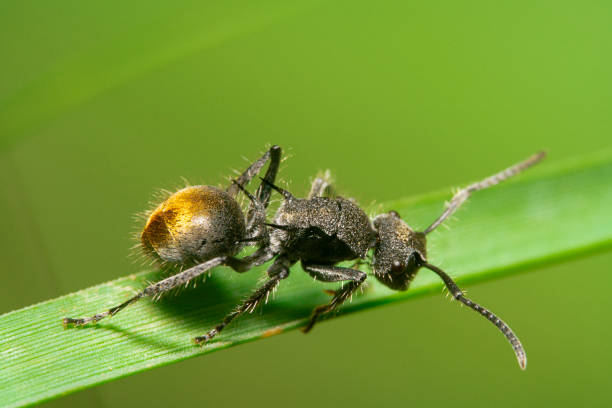 hormiga de azúcar de cola dorada, nombre científico camponotus aeneopilosus caminando sobre una hoja verde, mirando hacia abajo - white animal eye arachnid australia fotografías e imágenes de stock