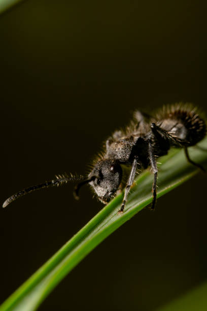hormiga de azúcar de cola dorada, nombre científico camponotus aeneopilosus caminando sobre una hoja verde con el fondo negro y que brilla intensamente - white animal eye arachnid australia fotografías e imágenes de stock