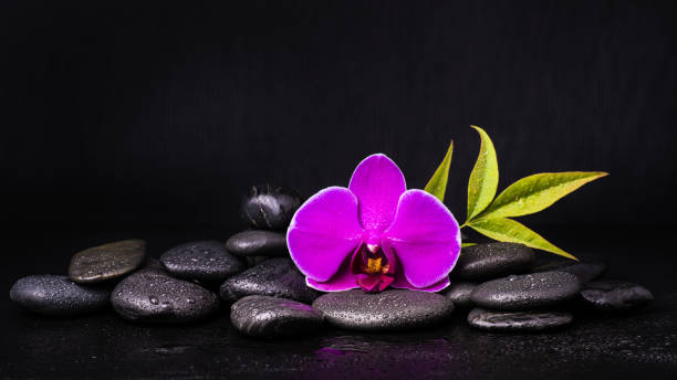cuidado de cuerpo, belleza y centro de bienestar - alternative therapy stone zen like nature fotografías e imágenes de stock