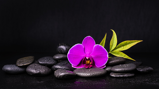 spa.Group of black stones with a purple orchid flower and foliage on a dark background
