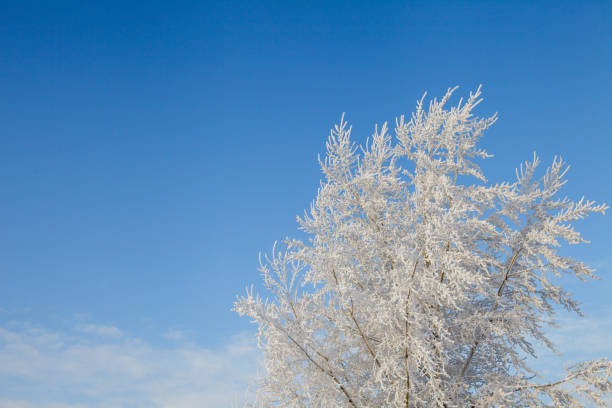 istock winter landscape, branches of trees in frost 1089734702