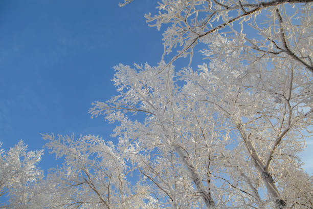 istock winter landscape, branches of trees in frost 1089736806