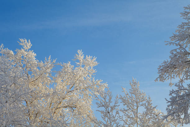 istock winter landscape, branches of trees in frost 1089737894