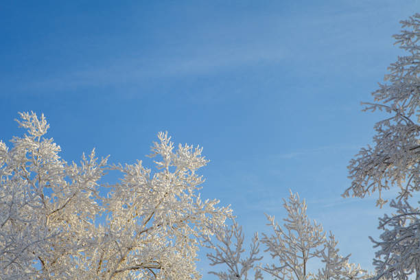 istock winter landscape, branches of trees in frost 1089738010