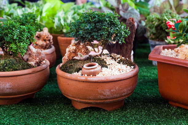istock Small decorative buxus sempervirens bonsai potted for sale 1089742102