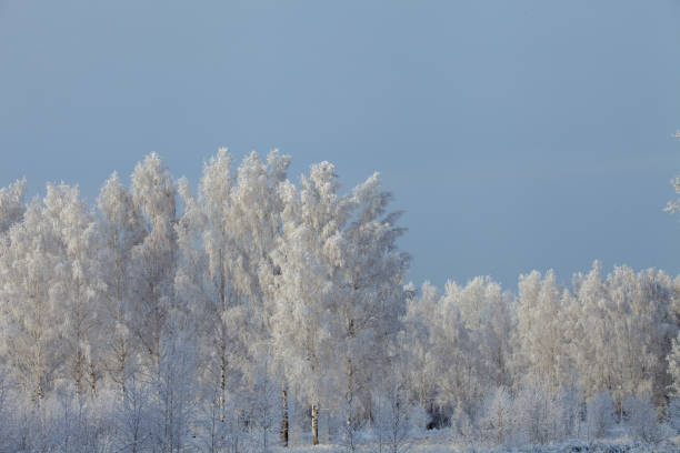istock winter landscape, branches of trees in frost 1089742186