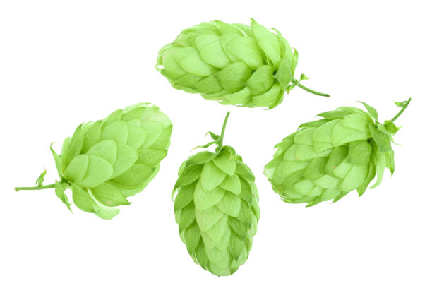 istock hop cones isolated on white background close-up. Top view. Flat lay pattern 1089744518