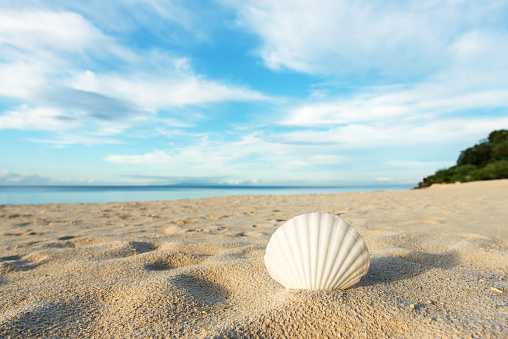 Sea Shell on Beach with Sunshine Day on Blue sea Background,Conch Seashell on Texture Sand Summer with Water Ocean at Coast,Frame Tropical Travel Holidays Free Space,for Tourism Relax Vacation Nature.