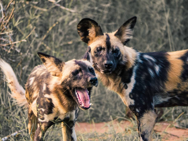 istock Wilddogs in South Africa 1089747224