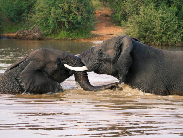 istock Two Elephants fighting in the Water 1089748280