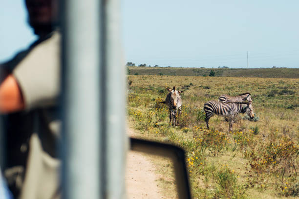 istock South Africa safari 1089748518