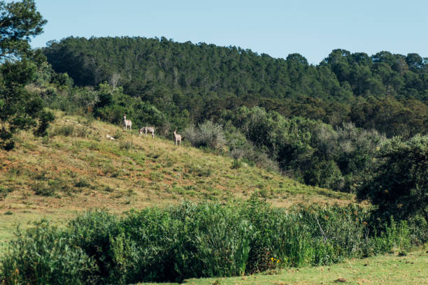 South Africa safari