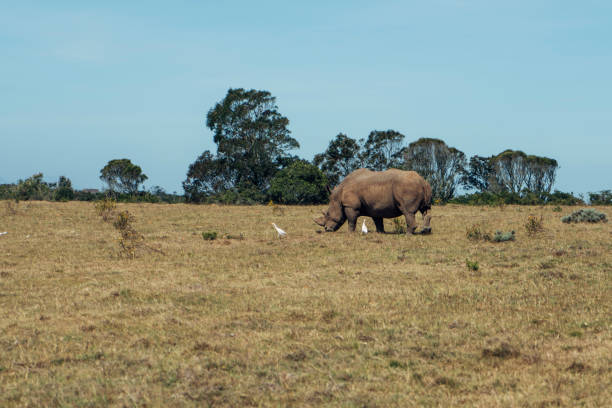 istock South Africa safari 1089748588