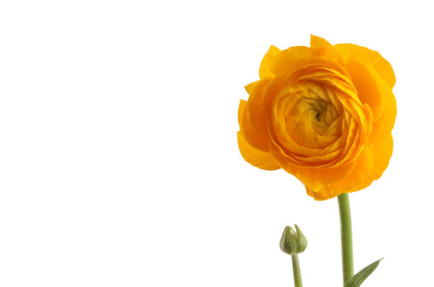 istock Yellow anemone flower isolated on white. 1089748904